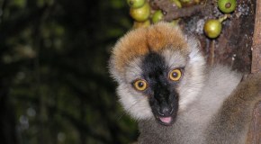 Madagaskar - ostrov prírodných krás